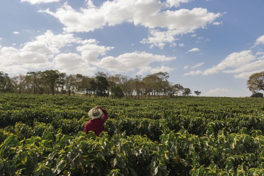 factors that affect coffee quality - plantation